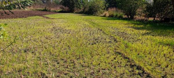  belondekhar Elevation