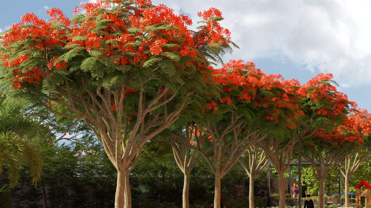  florenza Landscape Garden and Tree Planting