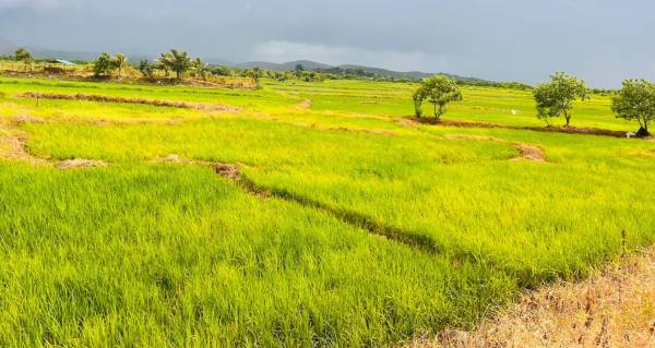Elevation land-plots-in-ranjanpada Elevation