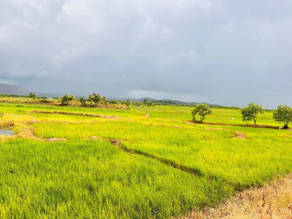  land-plots-in-vindhane Plot