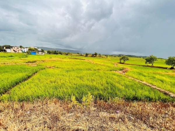  land-plots-in-chirle Plot