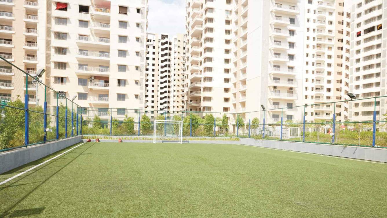  water lily phase 5 Football Field