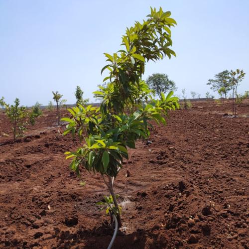  aranya Landscape Garden and Tree Planting