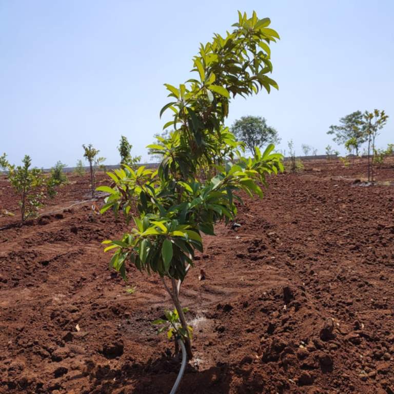  aranya Landscape Garden and Tree Planting