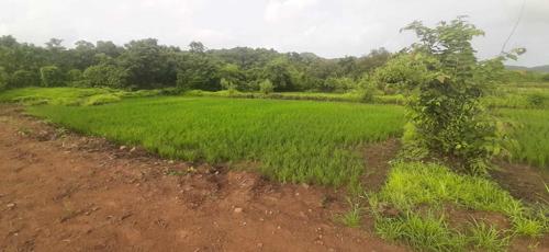 Plot farm-house-plots-sale-in-roha Plot