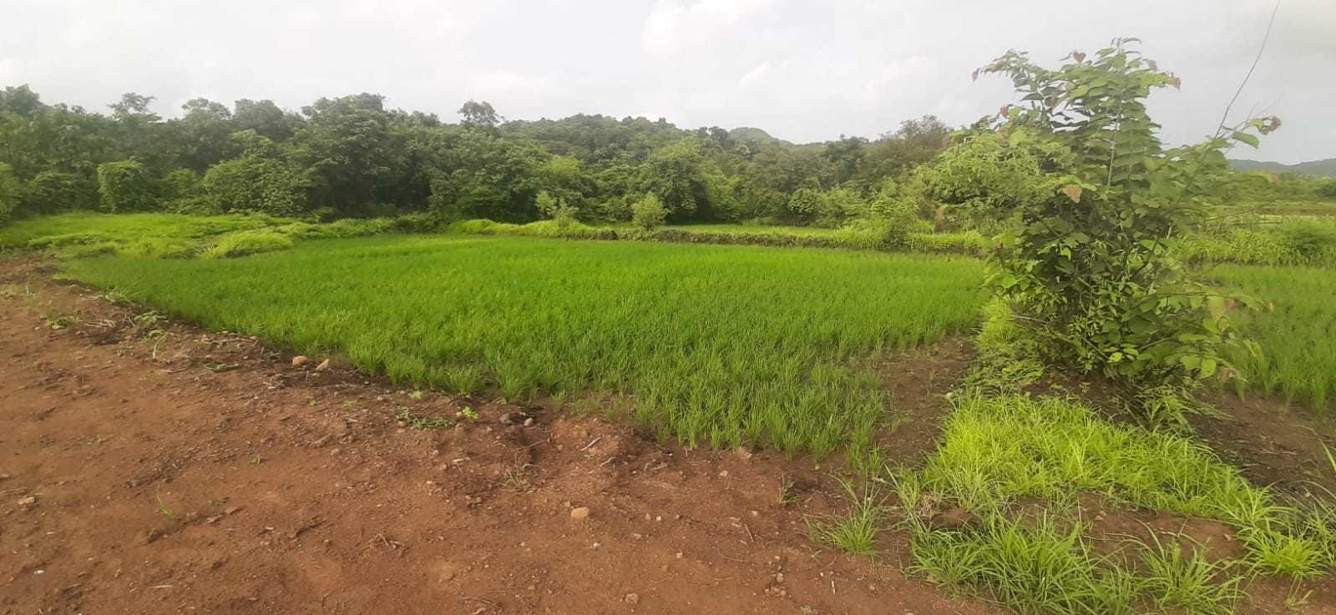 farm house plots sale in roha Plot