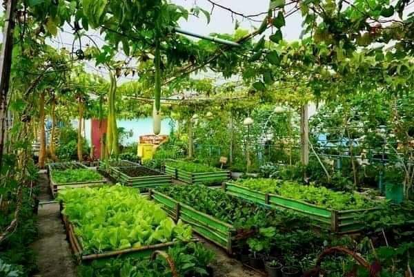  ashwadhaa organic gardens Others