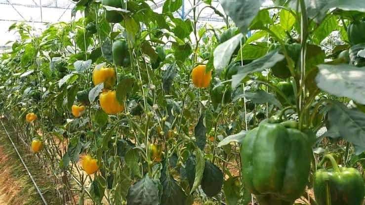  ashwadhaa organic gardens Others