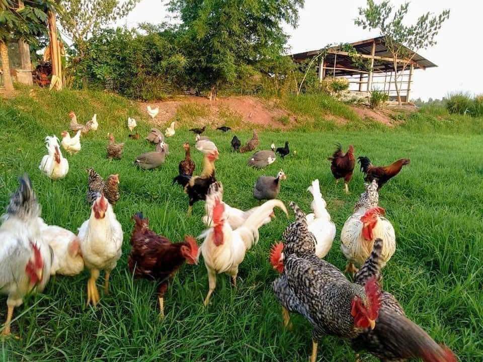  ashwadhaa organic gardens Others