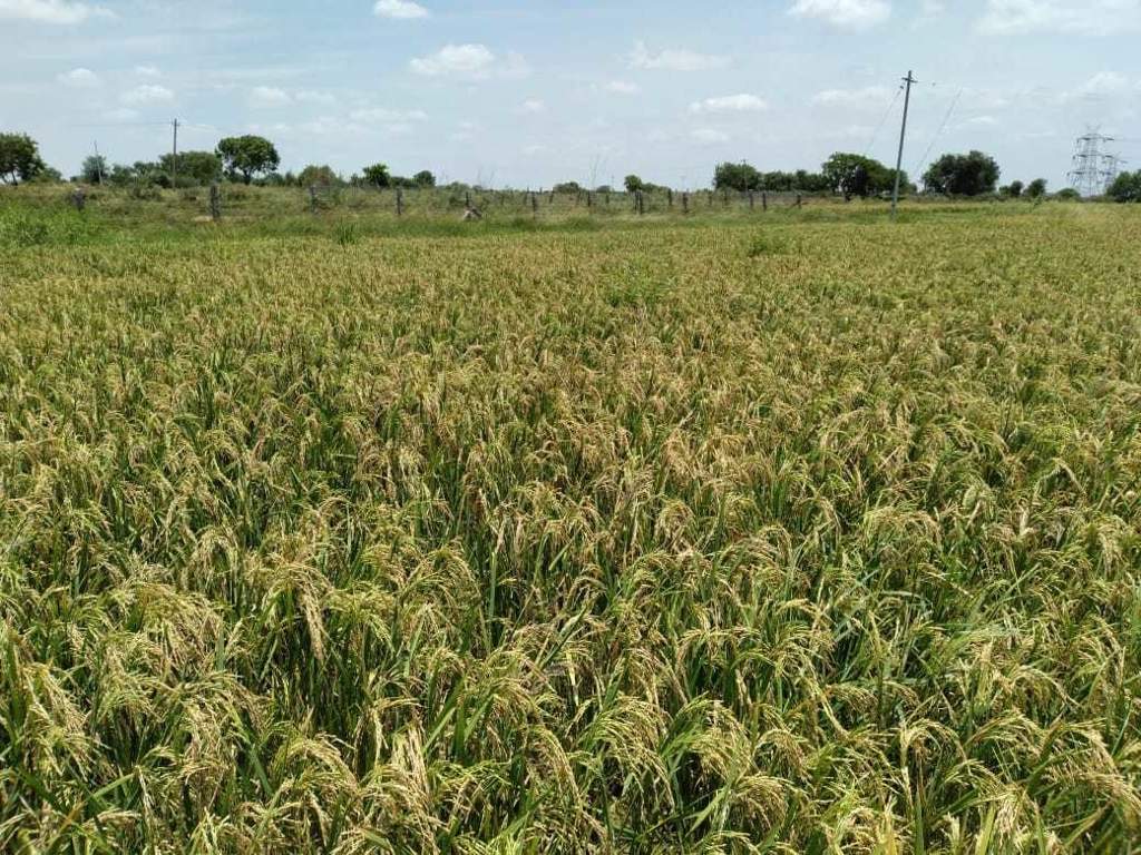  ashwadhaa organic gardens Plot