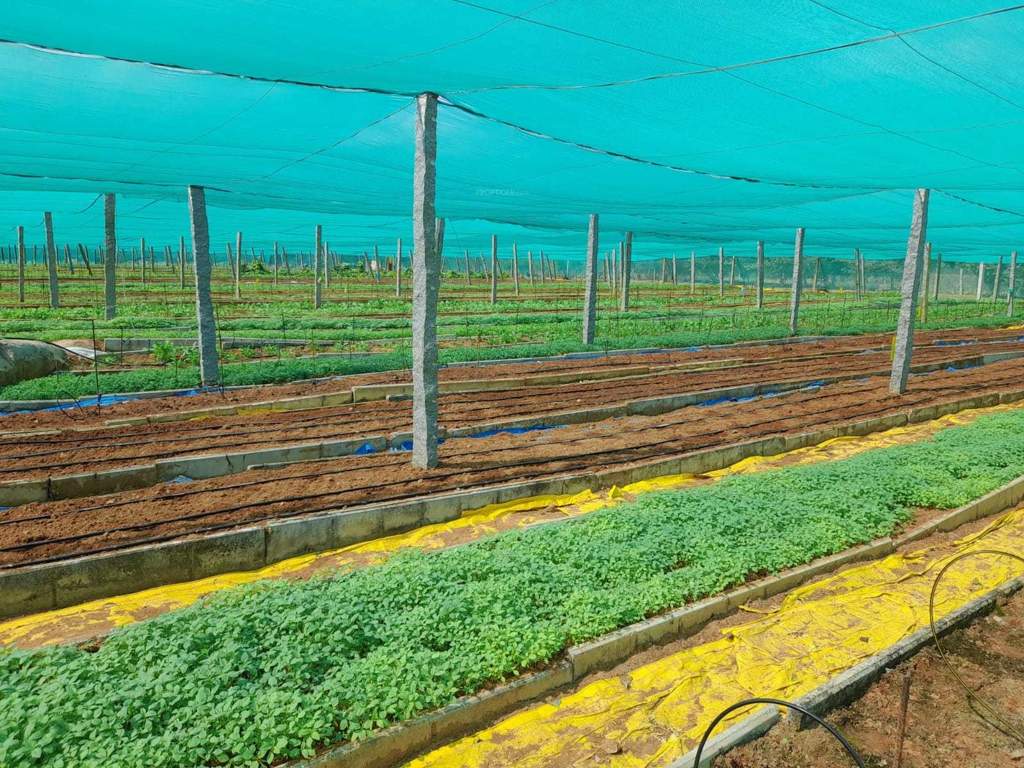  ashwadhaa organic gardens Plot