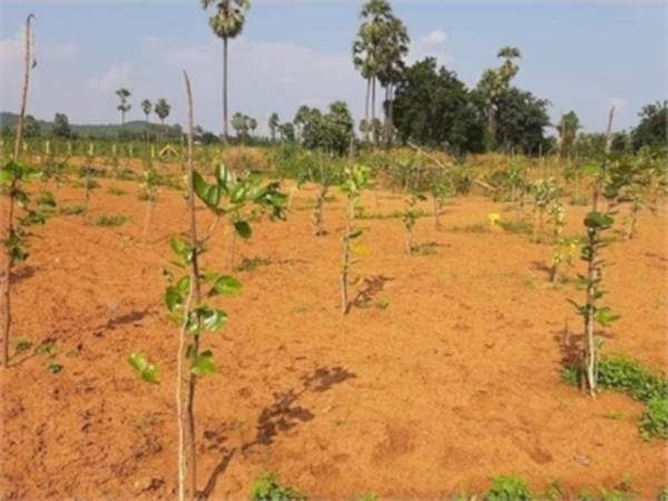  green-valley-farms Plot