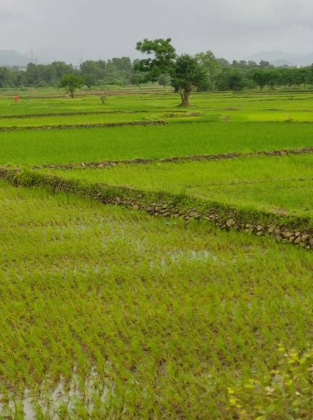  -infra-residential-plot-in-ranjanpada-mahamumbai Plot