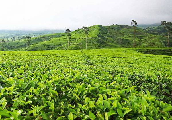  kotagiri-tea-estate Elevation
