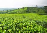 Kotagiri Tea Estate