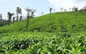  kotagiri-tea-estate Plot