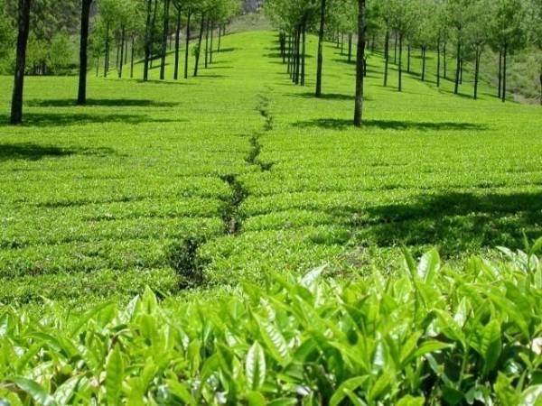  kotagiri-tea-estate Plot