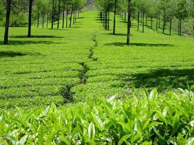  kotagiri tea estate Plot