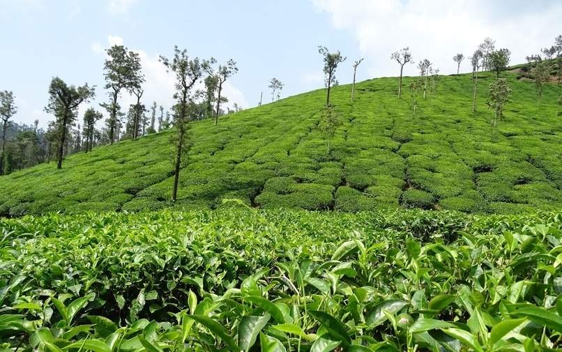  kotagiri tea estate Plot