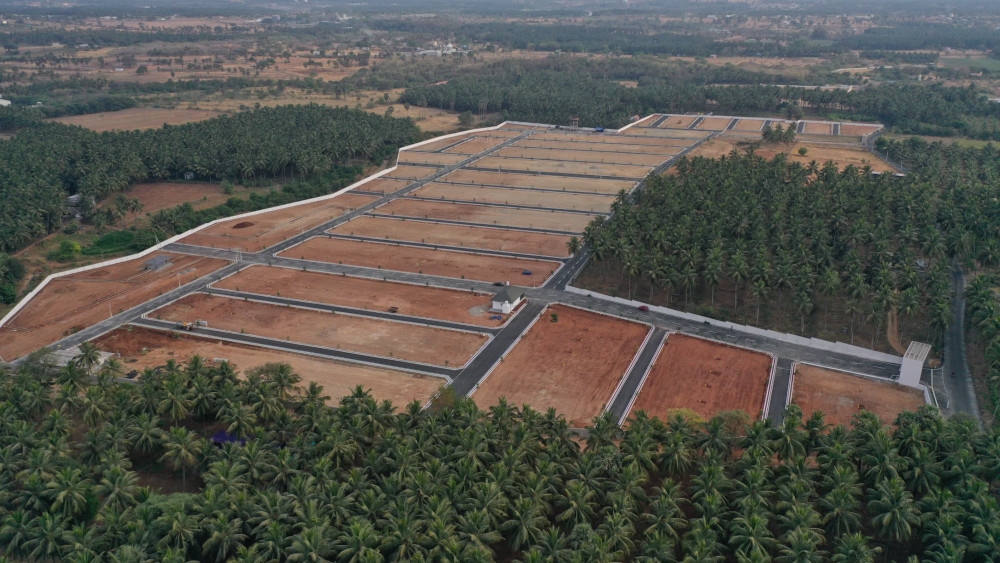  vishakha oak tree Elevation