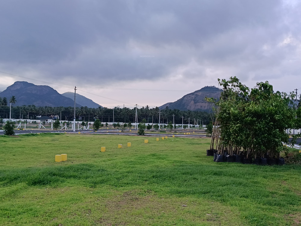  vishakha oak tree Elevation