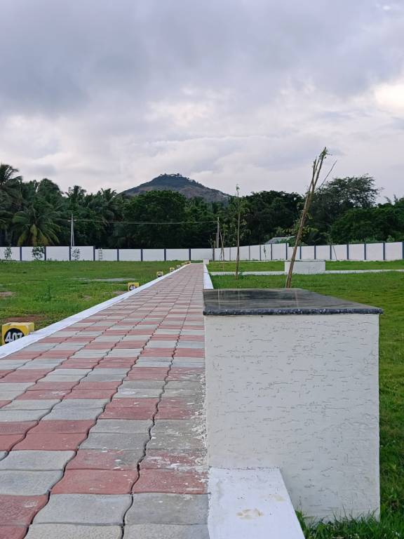  vishakha oak tree Elevation