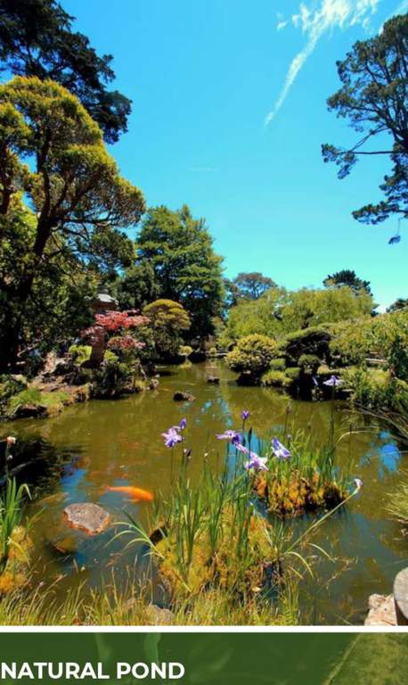 uptown avenue Natural Pond