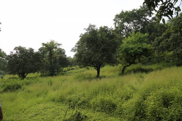 Plot banglow-plots-in-roha-evernest-prime Plot