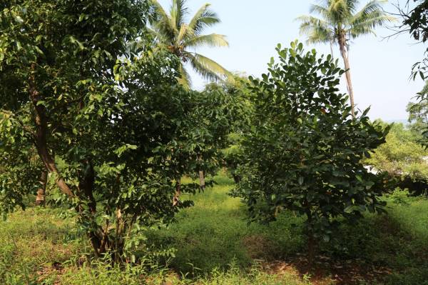 Plot banglow-plots-in-roha-evernest-prime Plot