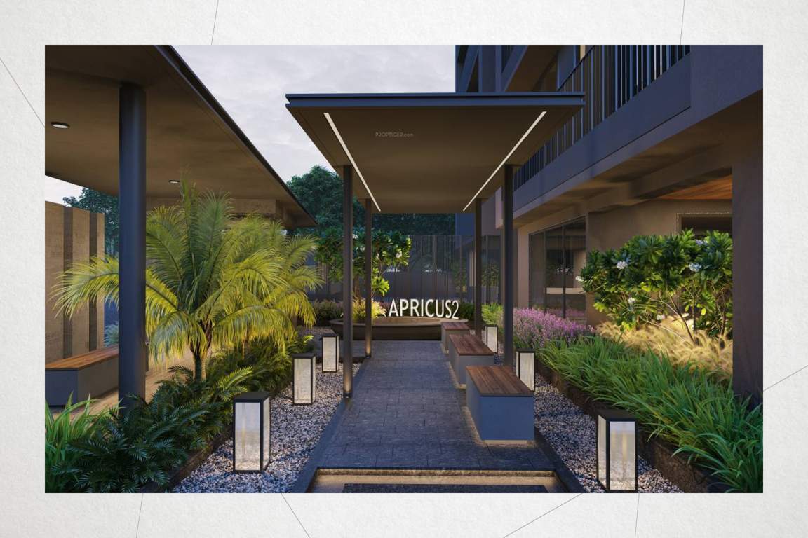  apricus 2 Landscape Garden and Tree Planting