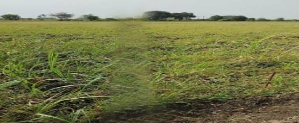 Elevation ashirwad-palace Elevation