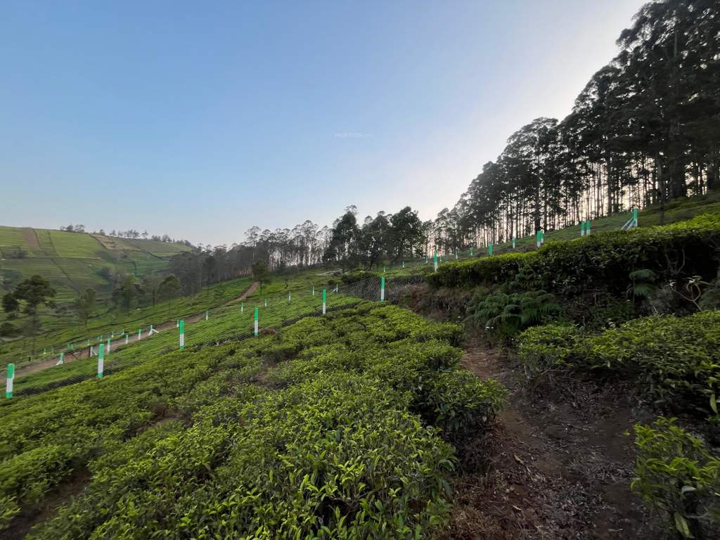 farm estates Landscape Garden and Tree Planting