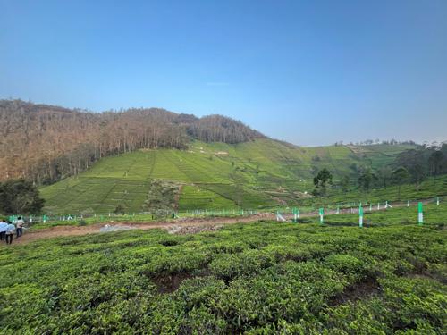 Landscape Garden and Tree Planting farm-estates Landscape Garden and Tree Planting