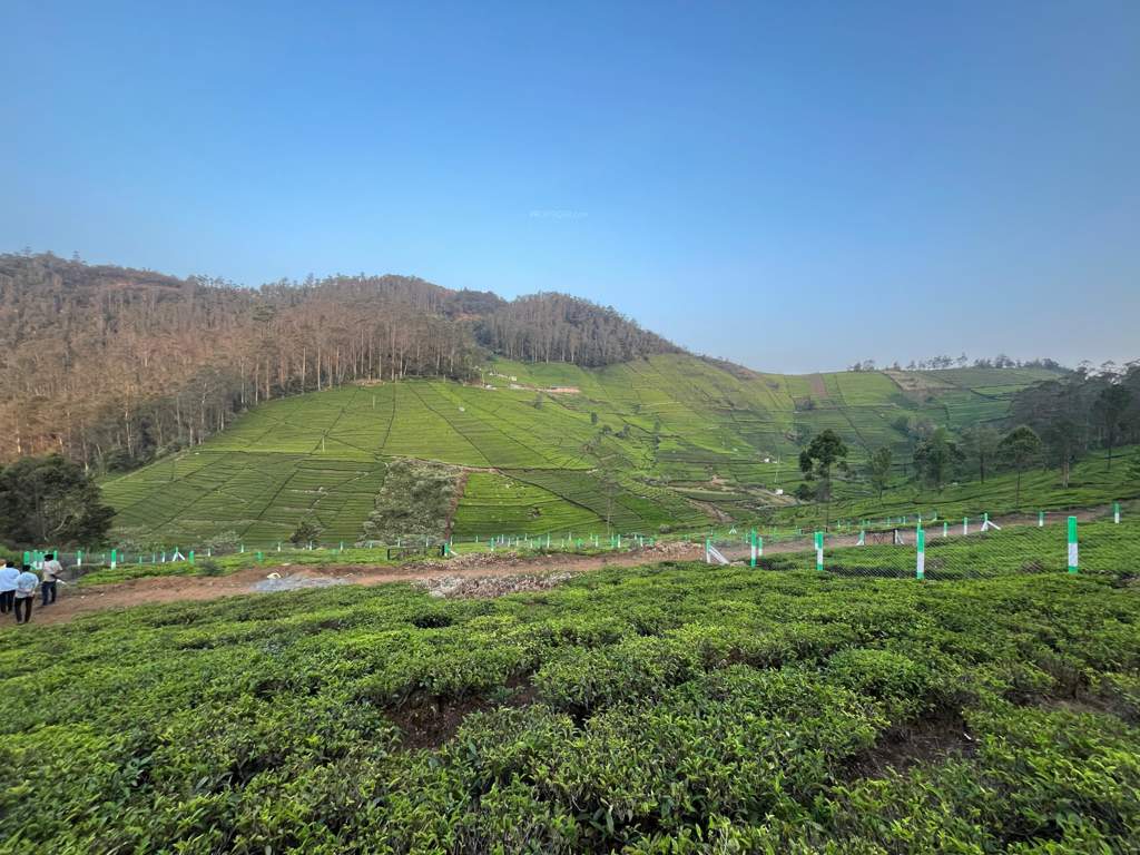 farm estates Landscape Garden and Tree Planting