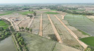  green-leaf Elevation