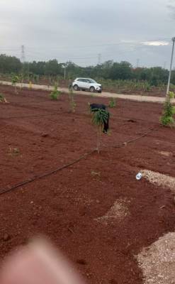 royal-meadows Elevation Elevation