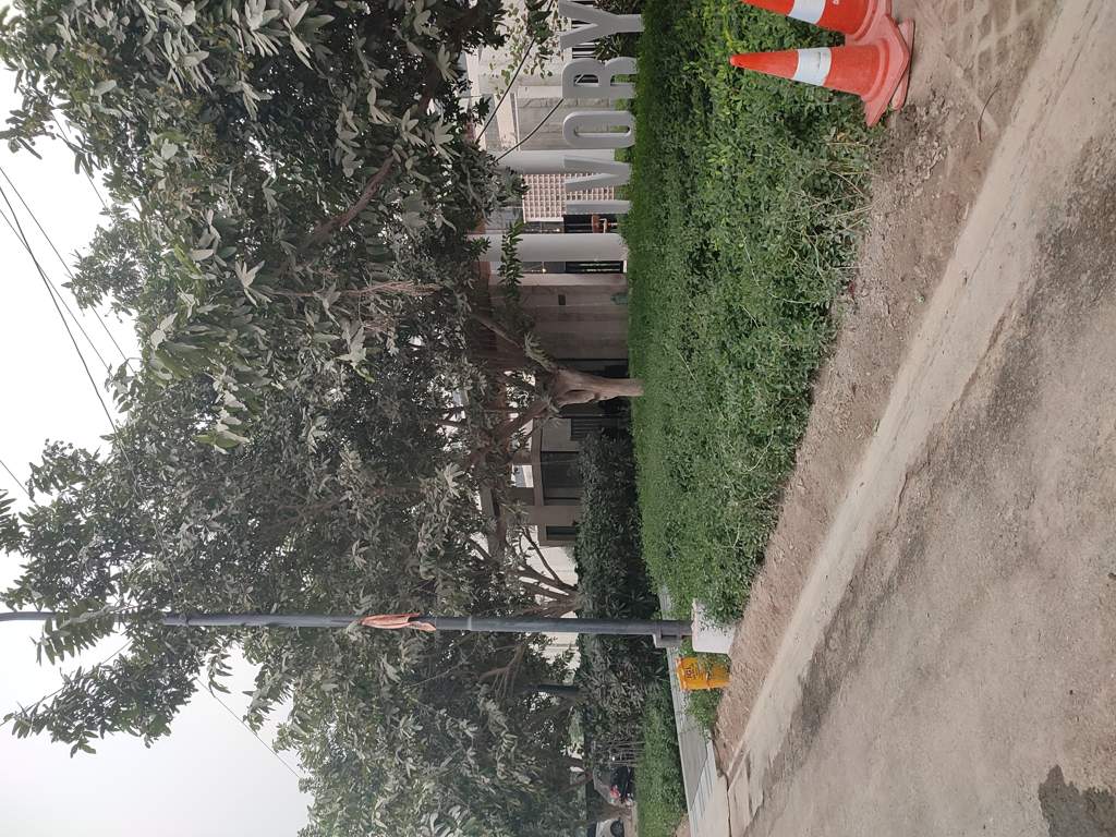  ivory county gold Landscape Garden and Tree Planting