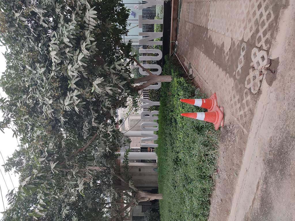  ivory county gold Landscape Garden and Tree Planting