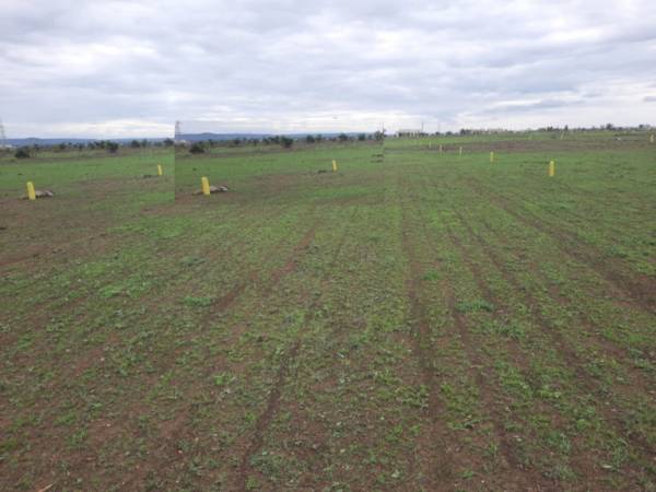 Elevation shreenidhi-estate-v Elevation