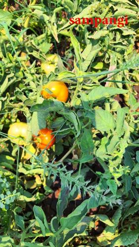  the-treasure-valley Plot