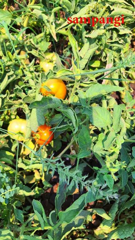  the treasure valley Plot