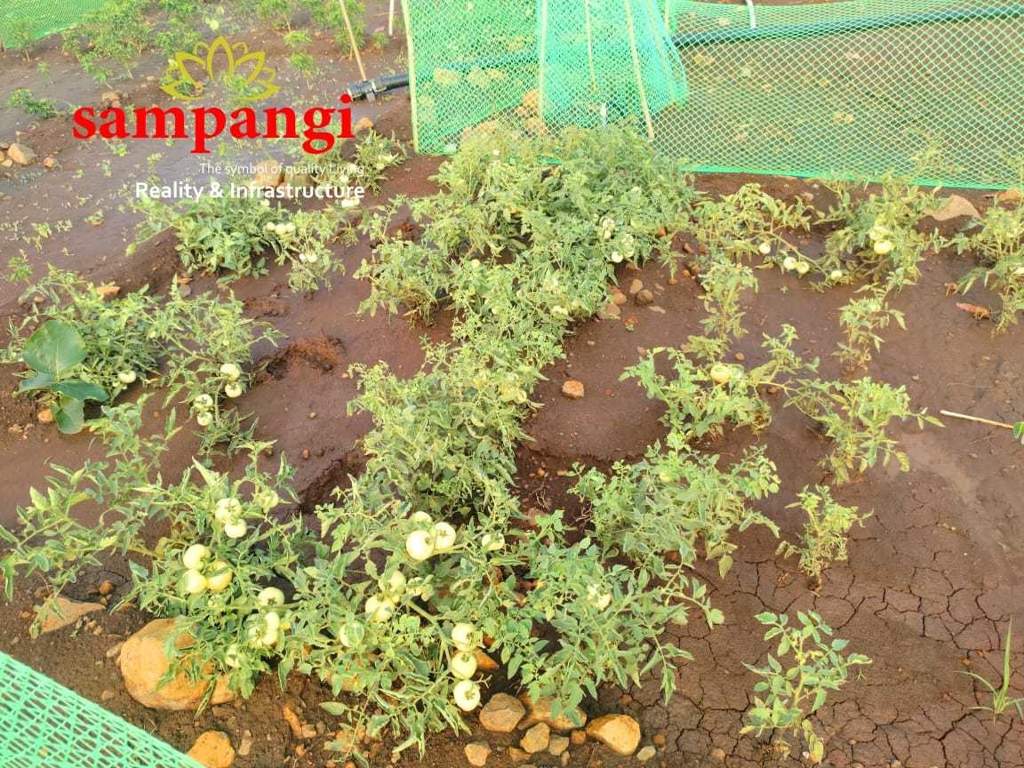  the treasure valley Plot