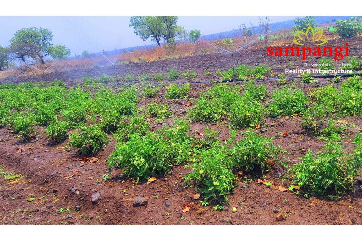  the treasure valley Plot