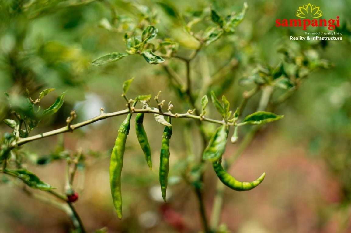  the treasure valley Plot