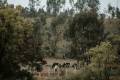 Rewild Retreats Doddaballapura