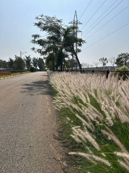  flora-valley-phase-ii Plot