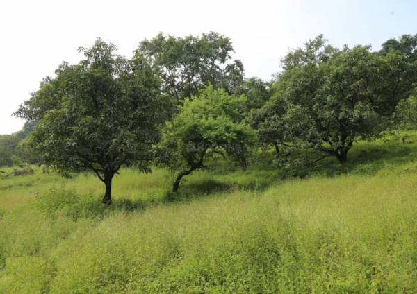 Elevation evernest-prime-roha Elevation