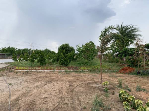  fortune-prime-phase-iv Plot