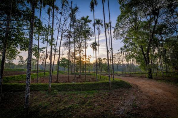  lost-in-the-woods Others