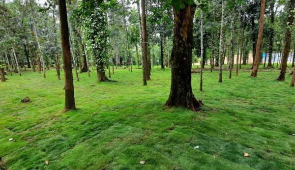  lost-in-the-woods Plot